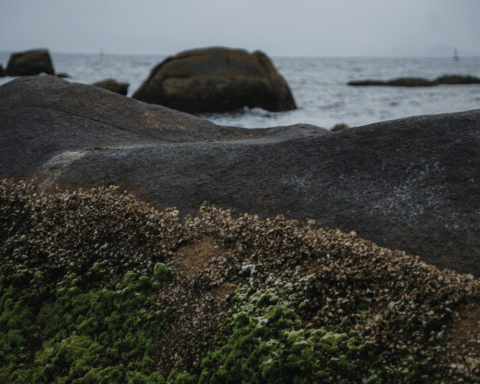 Sunlit shoreline on a beach day, where photography and water capture shifting waves and sand textures.