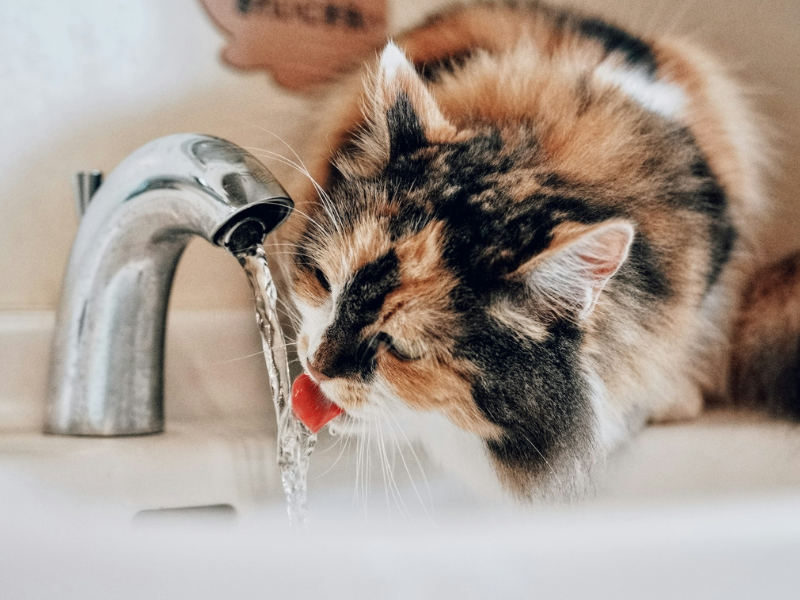 Water Age | a drinking cat