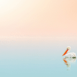 Single pelican swimming on smooth water with reflection, capturing Water’s Quiet Presence