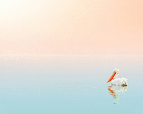 Single pelican swimming on smooth water with reflection, capturing Water’s Quiet Presence