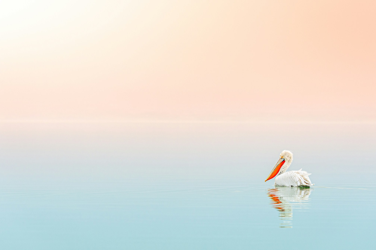 Single pelican swimming on smooth water with reflection, capturing Water’s Quiet Presence
