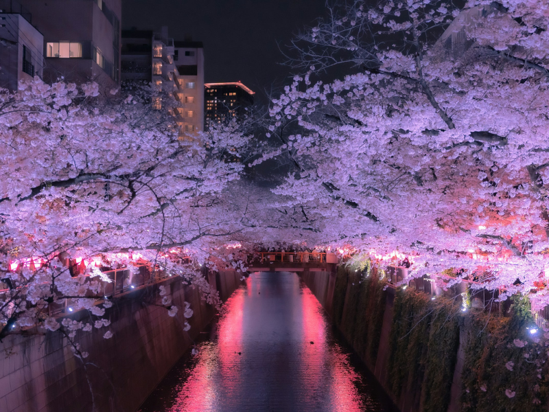 Celebrating a Tokyo festival by water and flowers, capturing the serene beauty of Water’s Quiet Presence.