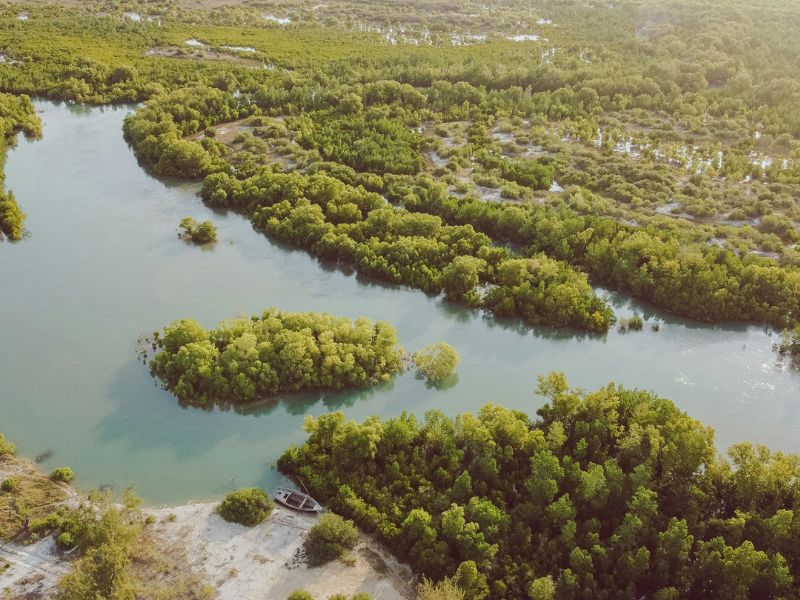 A winding water way flowing through a lush green mangrove forest