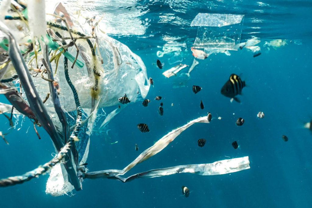 School of fish swimming through water pollution in a coastal marine environment