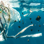School of fish swimming through water pollution in a coastal marine environment