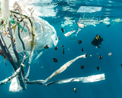 School of fish swimming through water pollution in a coastal marine environment