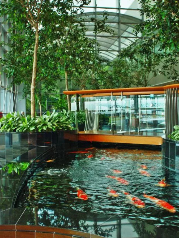 Indoor koi pond surrounded by lush greenery and glass architecture at Changi Airport, reflecting how airports are rebranding through water and nature-inspired terminal design.