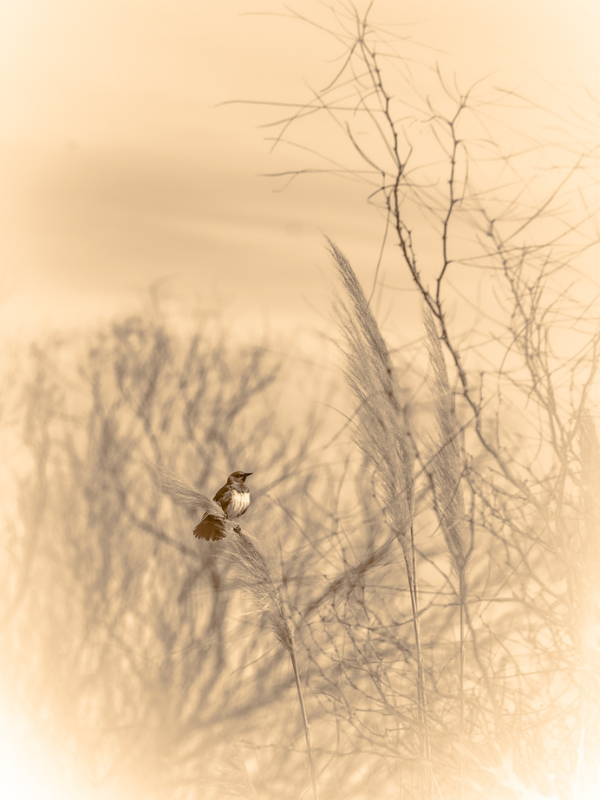 A solitary bird remains suspended within fragile reeds as Satori reflects on endurance inside drought-altered ecosystems. 