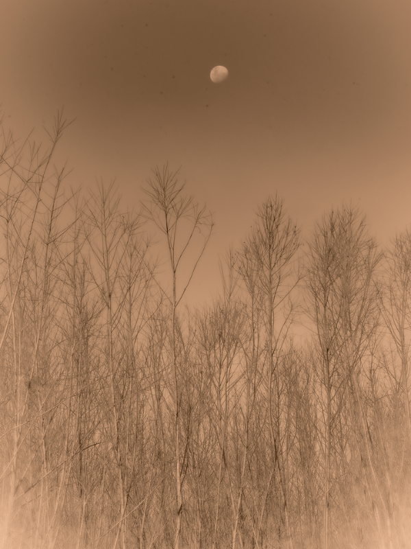 Bare branches rise beneath a muted moon in Jonathan Barberi’s Satori, where landscape becomes both witness and memory. 