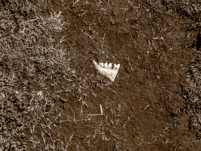 Scattered remains emerge from drought-stricken ground in Satori, confronting the quiet aftermath of ecological exhaustion. 