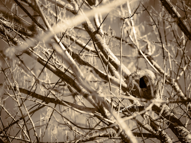 A weathered skull appears suspended among brittle branches, extending Satori’s meditation on absence, decay, and environmental fragility. 