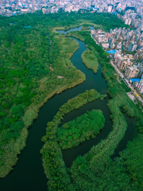 A restored tidal park demonstrates how natural wetlands can thrive alongside urban development, creating resilient landscapes that support biodiversity, improve water management, and reconnect cities with their waterways.