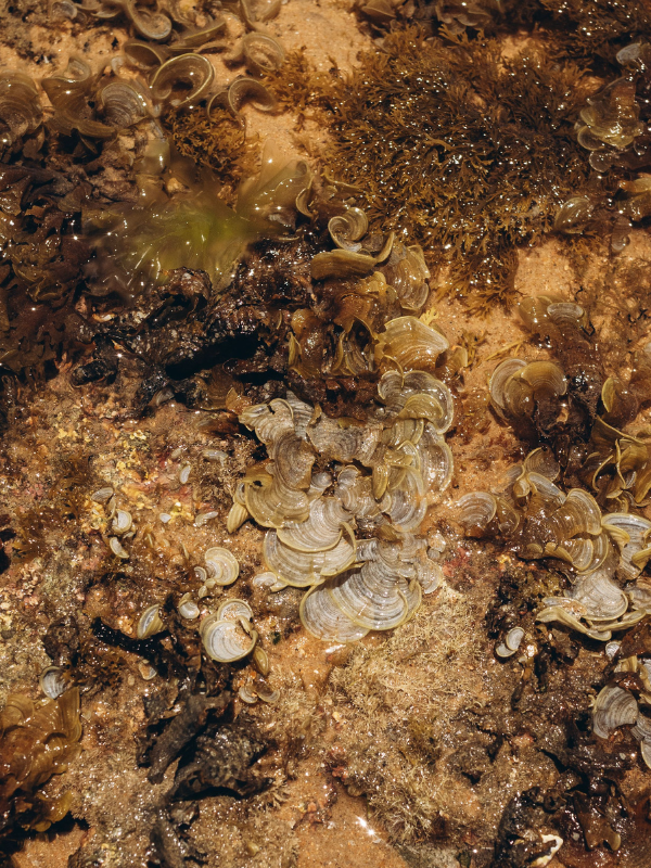 Seaweed thrives in rocky tide pools, creating diverse coastal habitats that support marine life and strengthen healthy shoreline ecosystems.