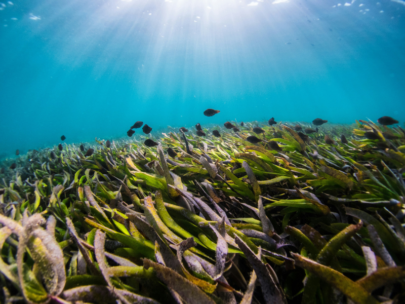 Seaweed meadows beneath the waves create thriving marine habitats that support biodiversity and strengthen coastal ecosystems