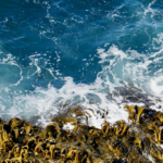 Ocean waves washing over a rocky shoreline covered with brown seaweed along a rugged coastal landscape.