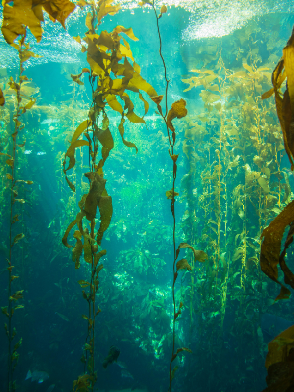 Towering seaweed forests create rich underwater ecosystems, providing shelter for marine species and supporting healthy coastal biodiversity.
