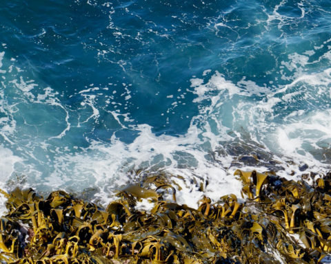 Ocean waves washing over a rocky shoreline covered with brown seaweed along a rugged coastal landscape.