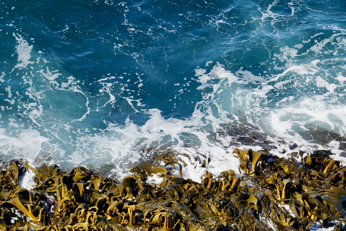 Ocean waves washing over a rocky shoreline covered with brown seaweed along a rugged coastal landscape.