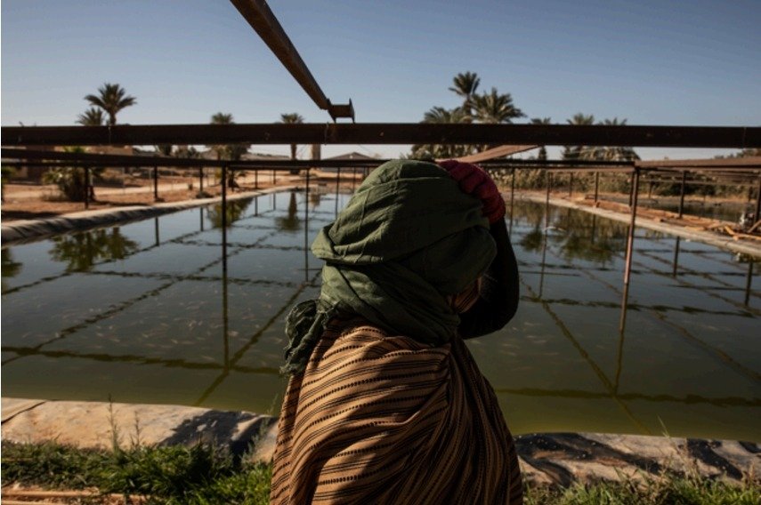 Worker standing beside tilapia ponds at N’khaila fish farm in the Sahrawi refugee camps.