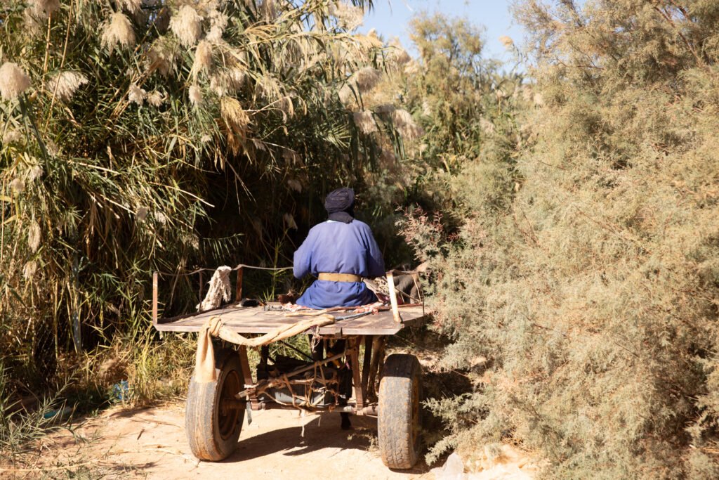 N’khaila fish farm in the arid landscape of the Sahrawi refugee camps in southwestern Algeria.