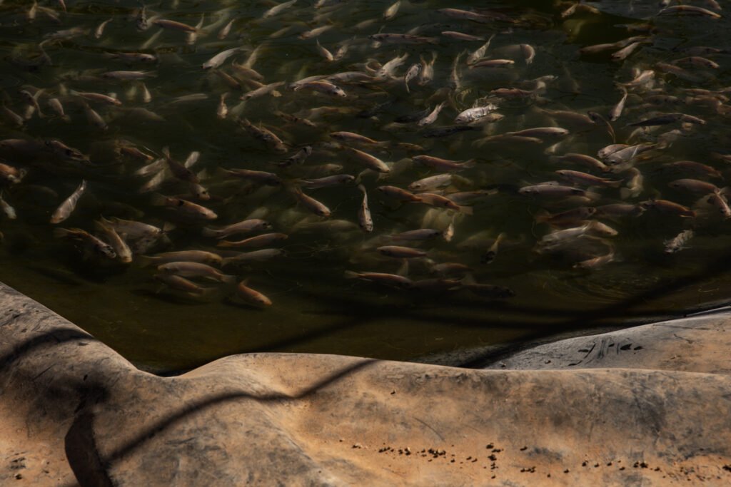 Tilapia beneath the surface of an artificial pond at N’khaila fish farm.