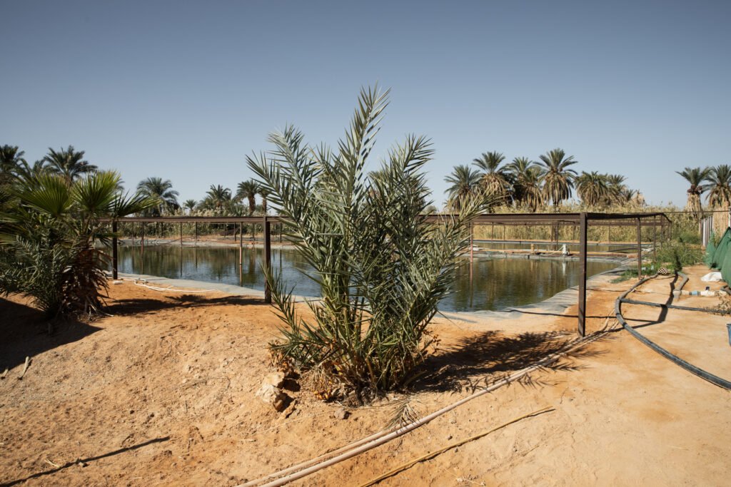 Artificial tilapia ponds with palms, hoses and pipes at N’khaila fish farm.