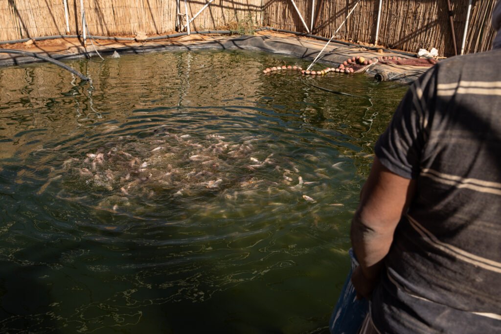 Tilapia at the surface of a pond as a worker looks on at N’khaila fish farm.