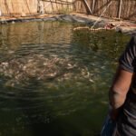 Fish gathering in an artificial pond at N’khaila fish farm in the Sahrawi refugee camps