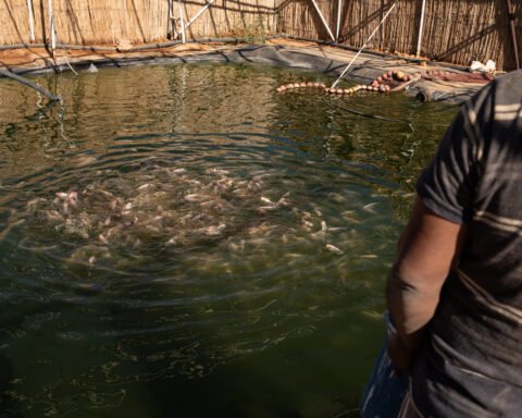 Fish gathering in an artificial pond at N’khaila fish farm in the Sahrawi refugee camps