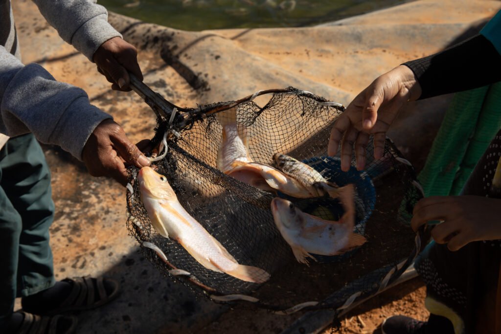 Tilapia at the surface of a pond as a worker looks on at N’khaila fish farm.