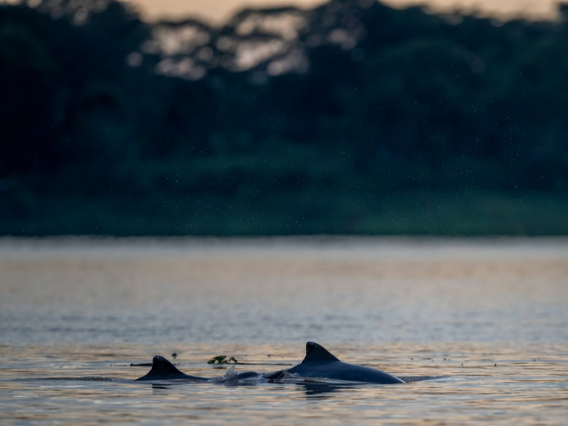 River dolphins rely heavily on sound to sense their surroundings, making underwater noise an important part of their changing acoustic environment.
