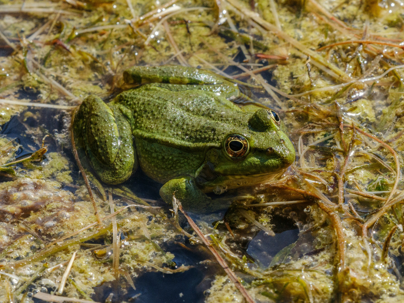 Frogs contribute to freshwater soundscapes through their distinctive calls, adding another biological layer to the acoustic life surrounding rivers, wetlands and ponds.