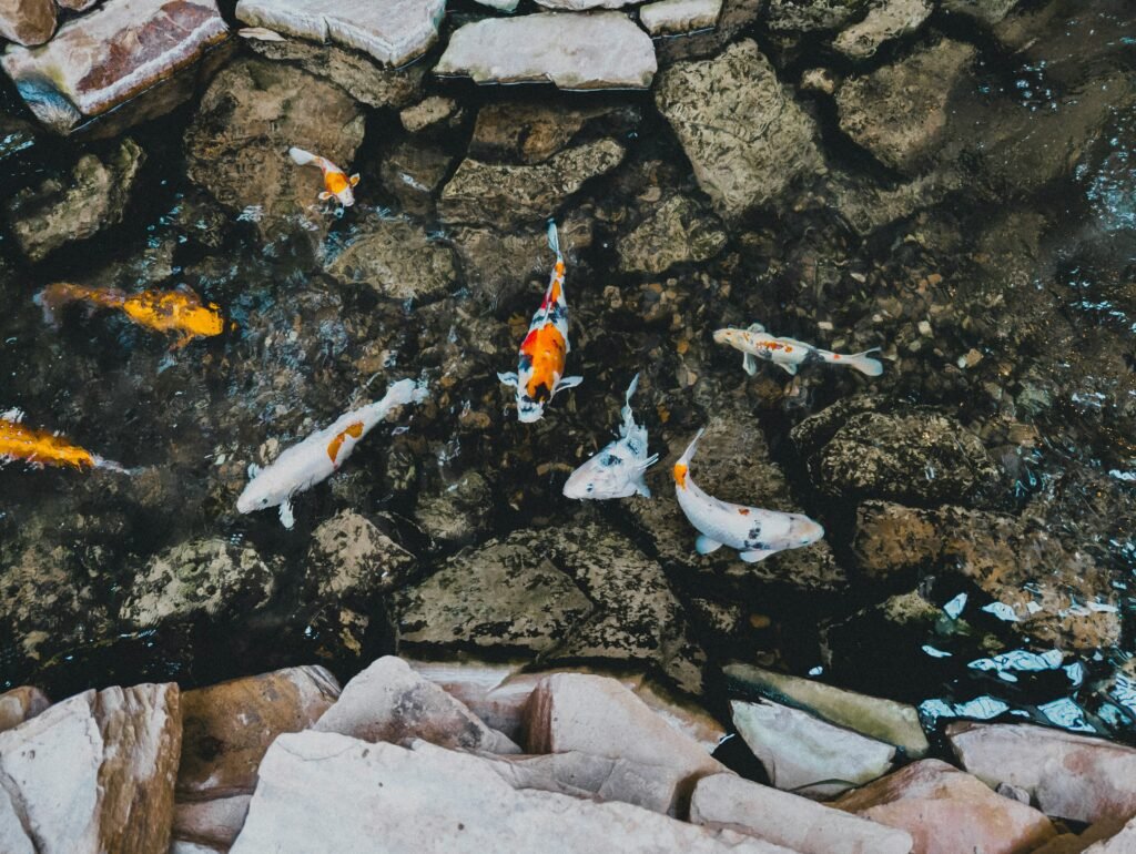 Fish add their own signals to freshwater soundscapes, where movement, communication and other biological activity become part of the complex world of river sound.