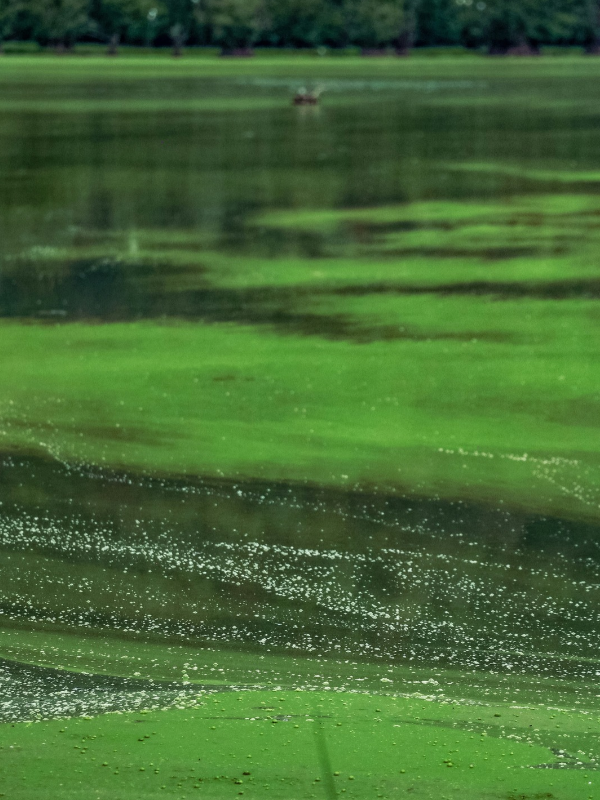 : A thick green algal bloom spreads across the lake surface, raising concerns about water quality and potential risks to swimmers, pets, and wildlife.